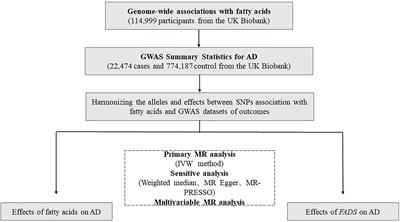 Causal effects of fatty acids on atopic dermatitis: A Mendelian randomization study